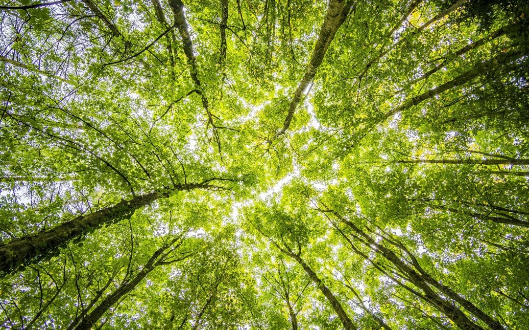 timber wood