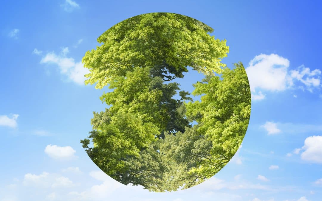 How Timber Pallets Contribute to Carbon Footprint Reduction