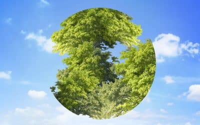 How Timber Pallets Contribute to Carbon Footprint Reduction