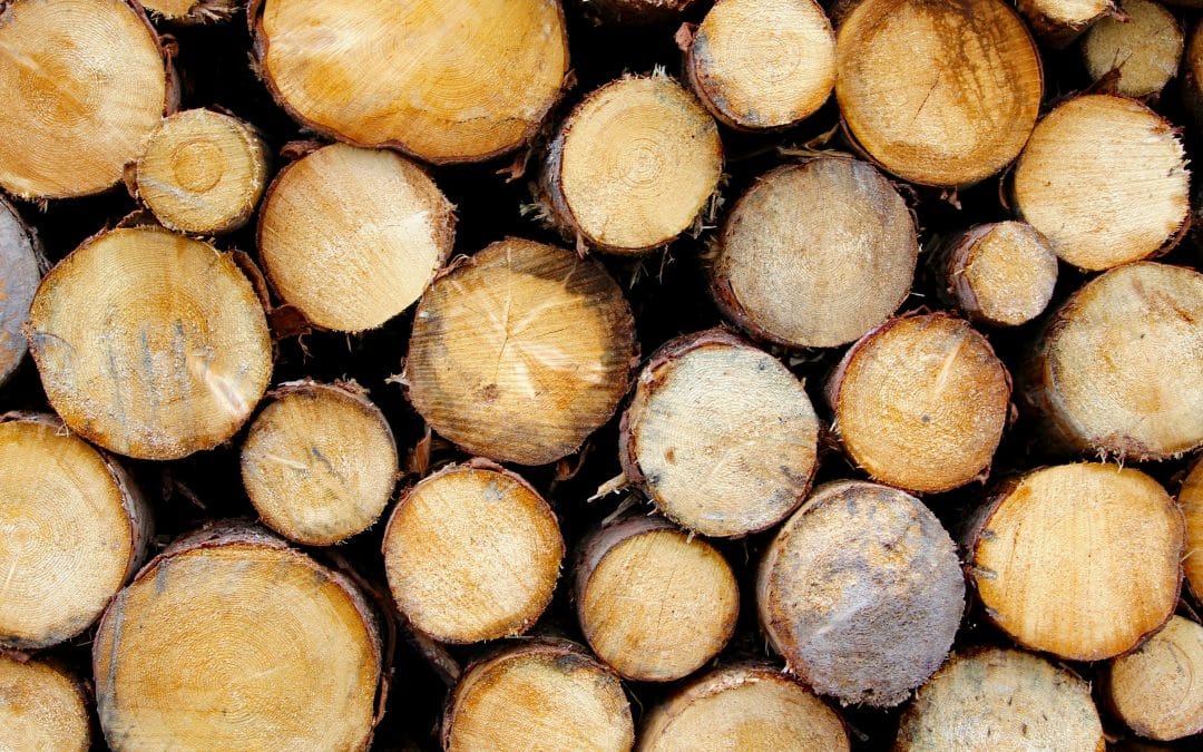 Stack of Freshly Cut Log Slices