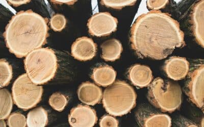 2025 Timber Trends: What’s Next for the Industry?